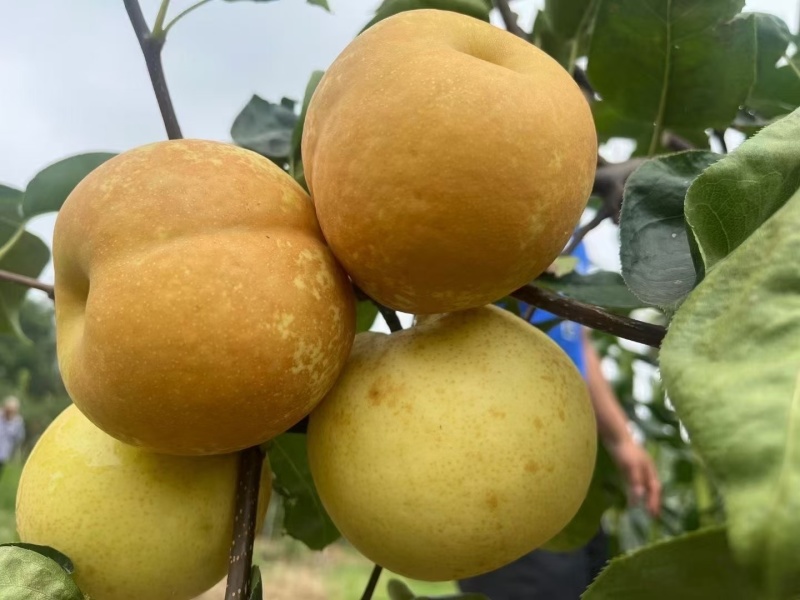 乳儿梨🍐