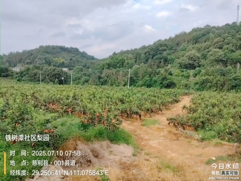 乳儿梨🍐