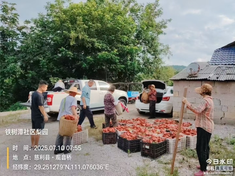 乳儿梨🍐
