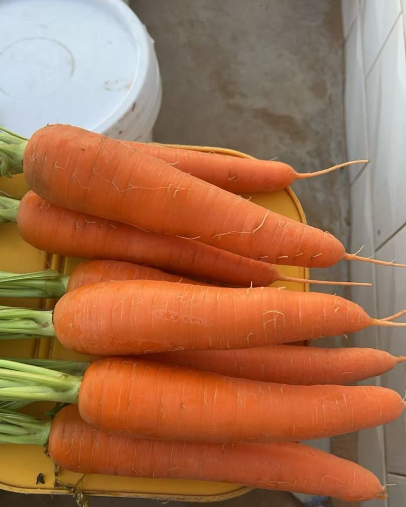 自家种植的胡萝卜🥕