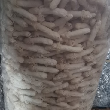 贵州红托竹孙