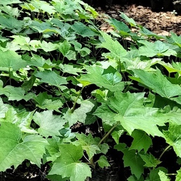大通草：营养杯苗