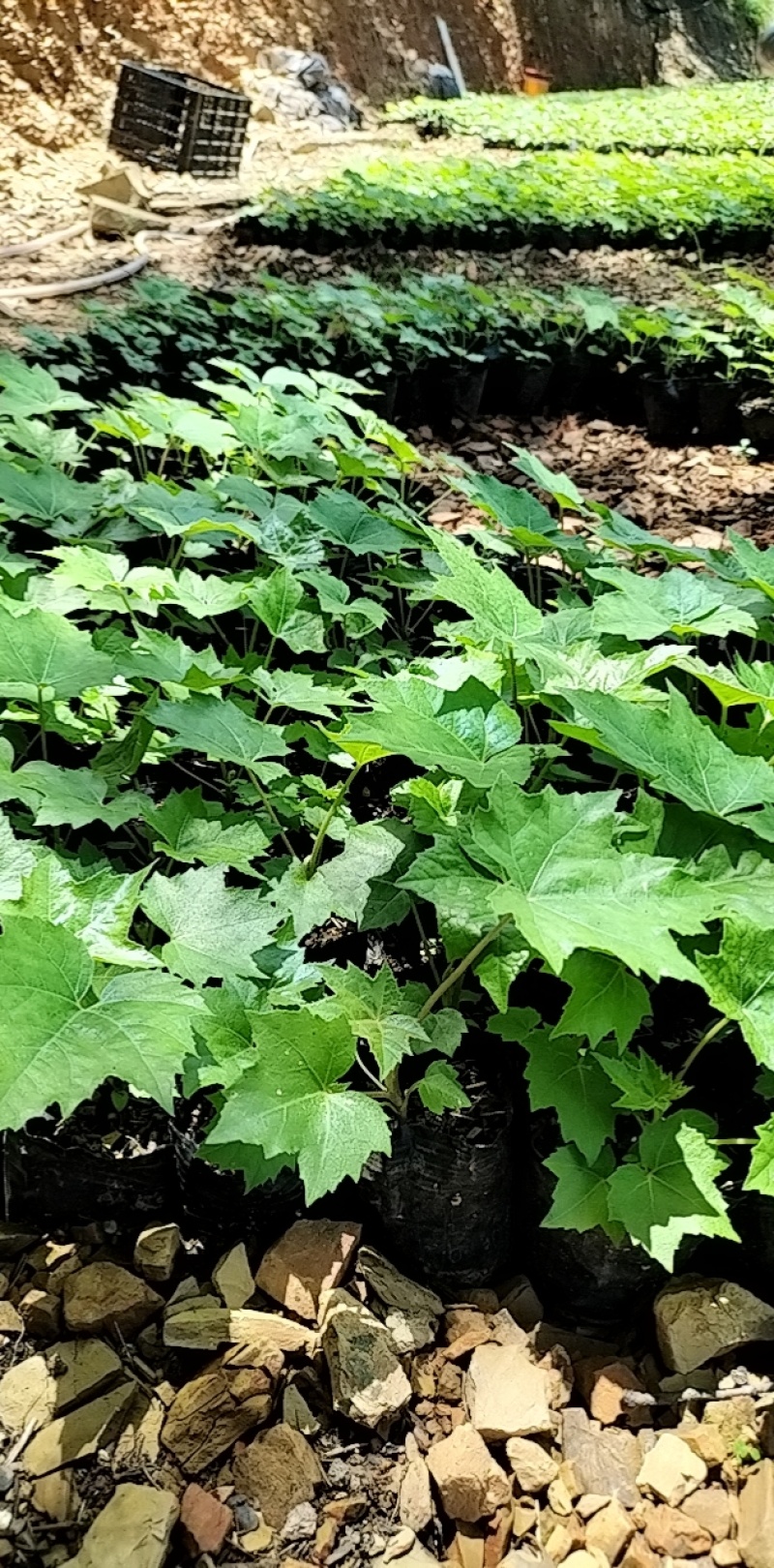 大通草：营养杯苗