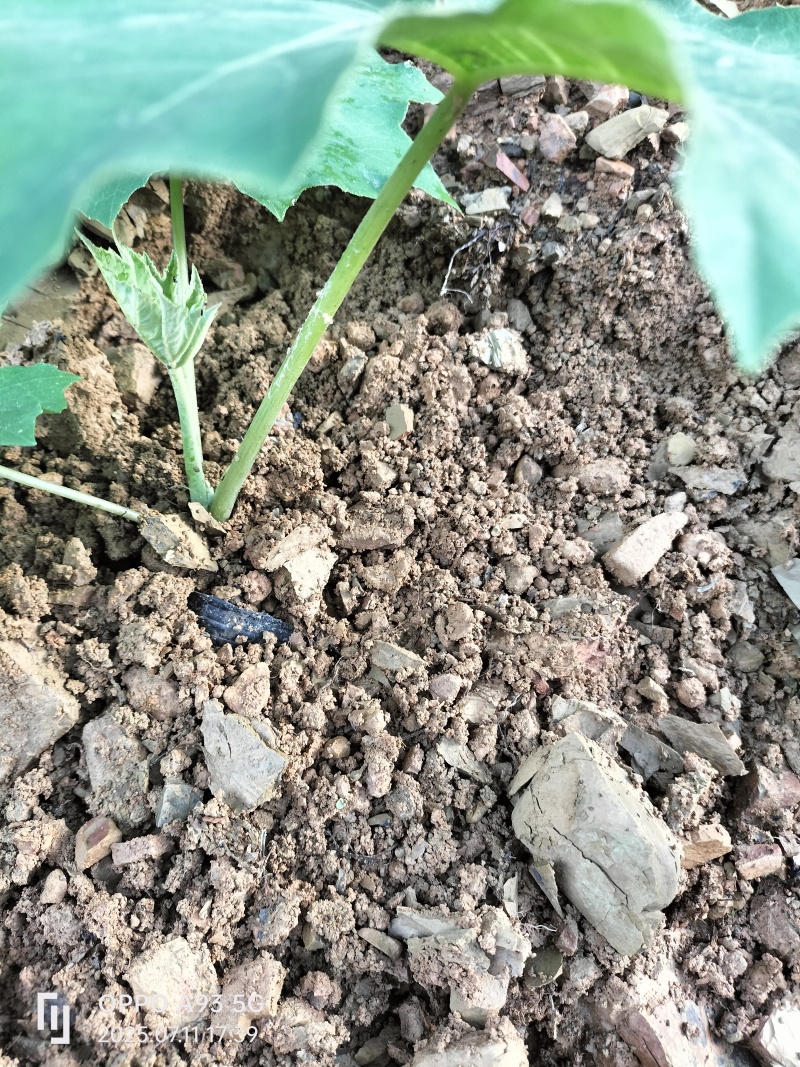 大通草：营养杯苗