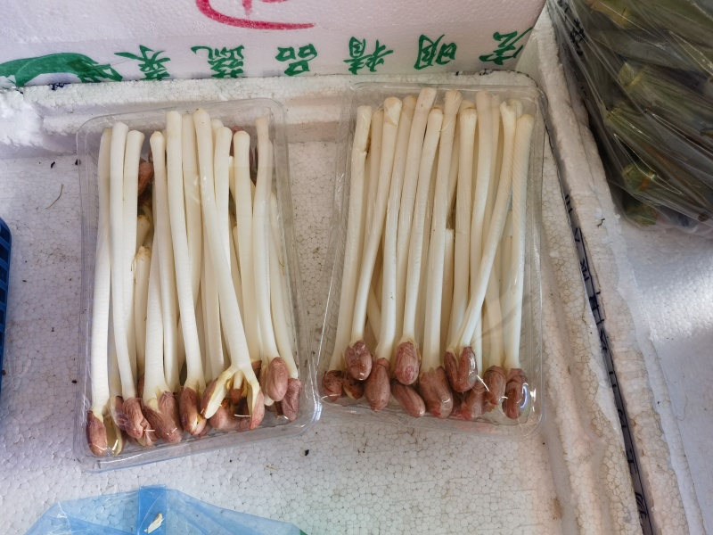 花生芽
