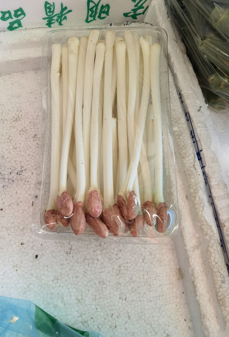 花生芽