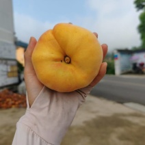 黄金蟠桃大量上市。货好不好你说了算