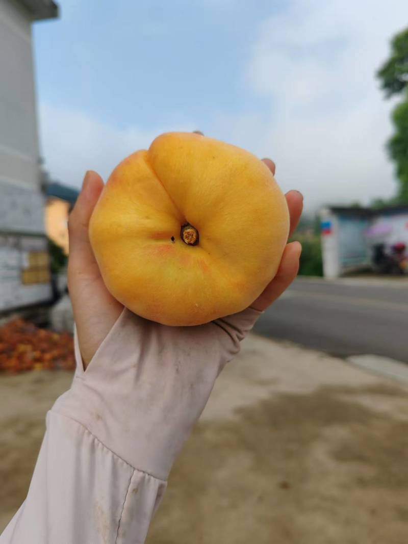 黄金蟠桃大量上市。货好不好你说了算