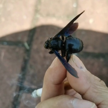 竹筒蜂