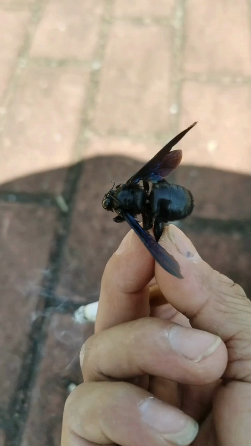 竹筒蜂