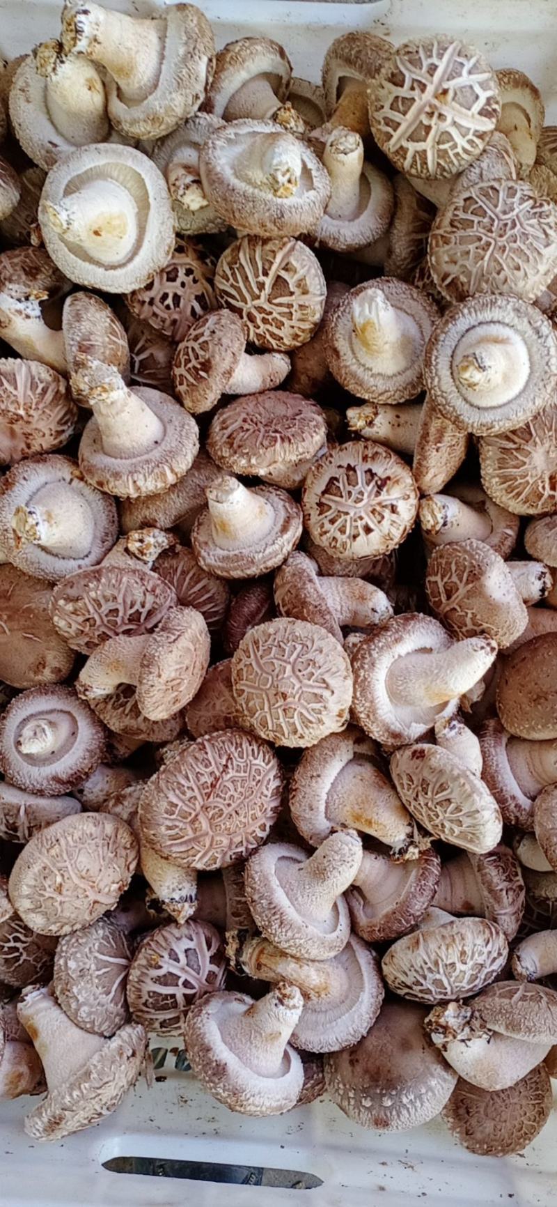 鲜香菇