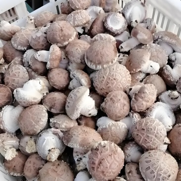 鲜香菇