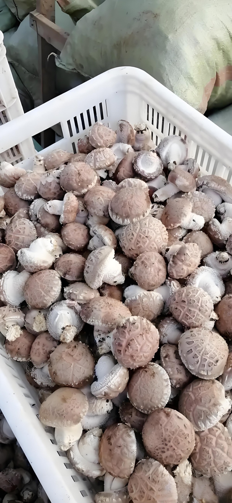 鲜香菇