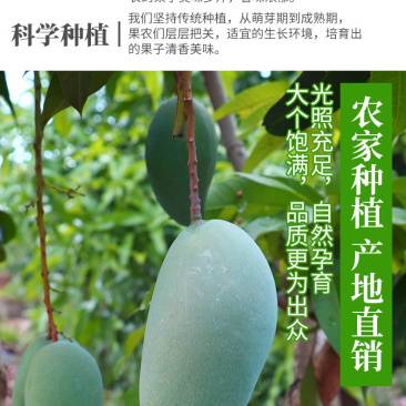 大青芒、熟芒果