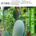 大青芒、熟芒果