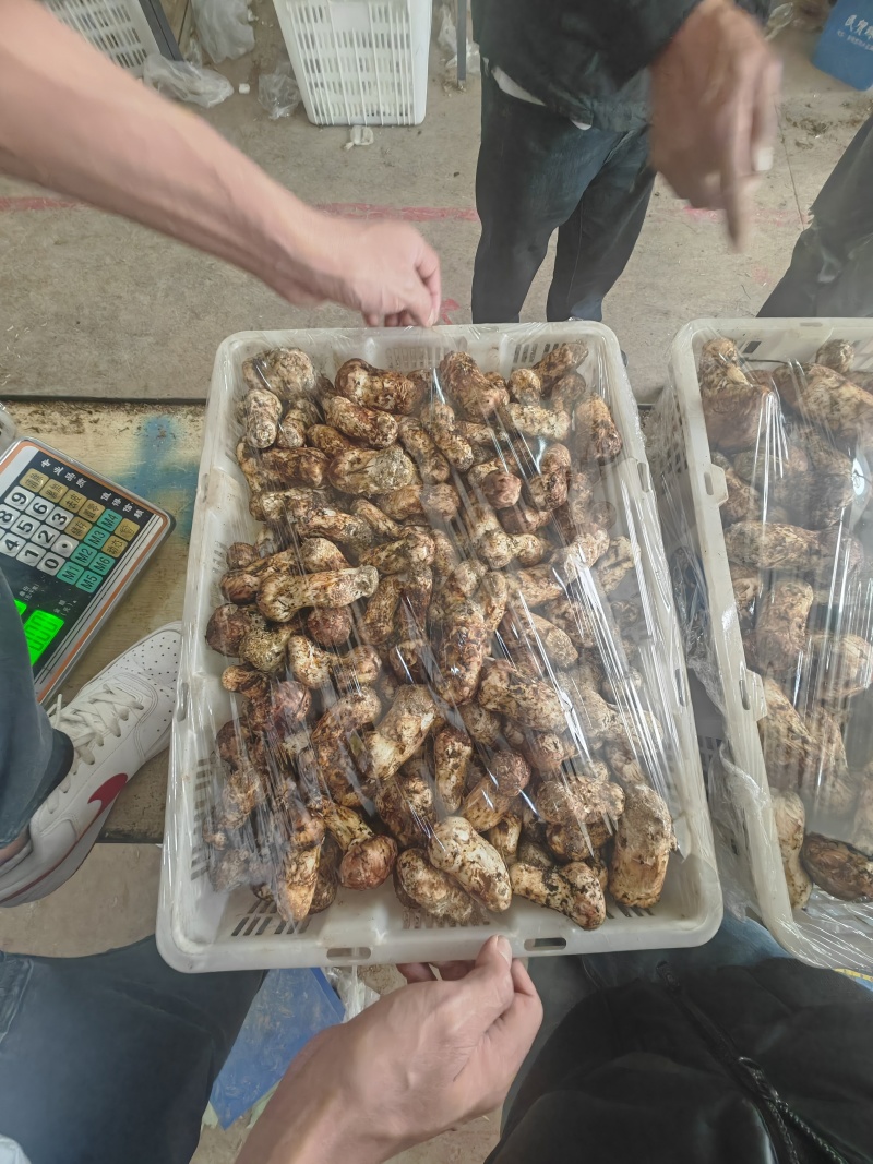 香格里拉新鲜松茸