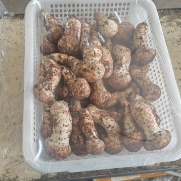 香格里拉新鲜松茸