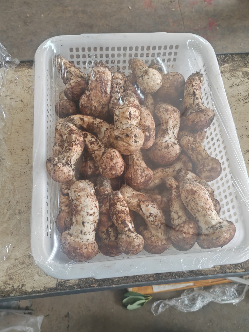 香格里拉新鲜松茸