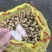 四粒红白沙黑土地