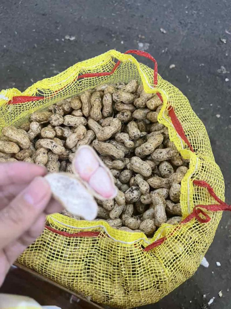 四粒红白沙黑土地