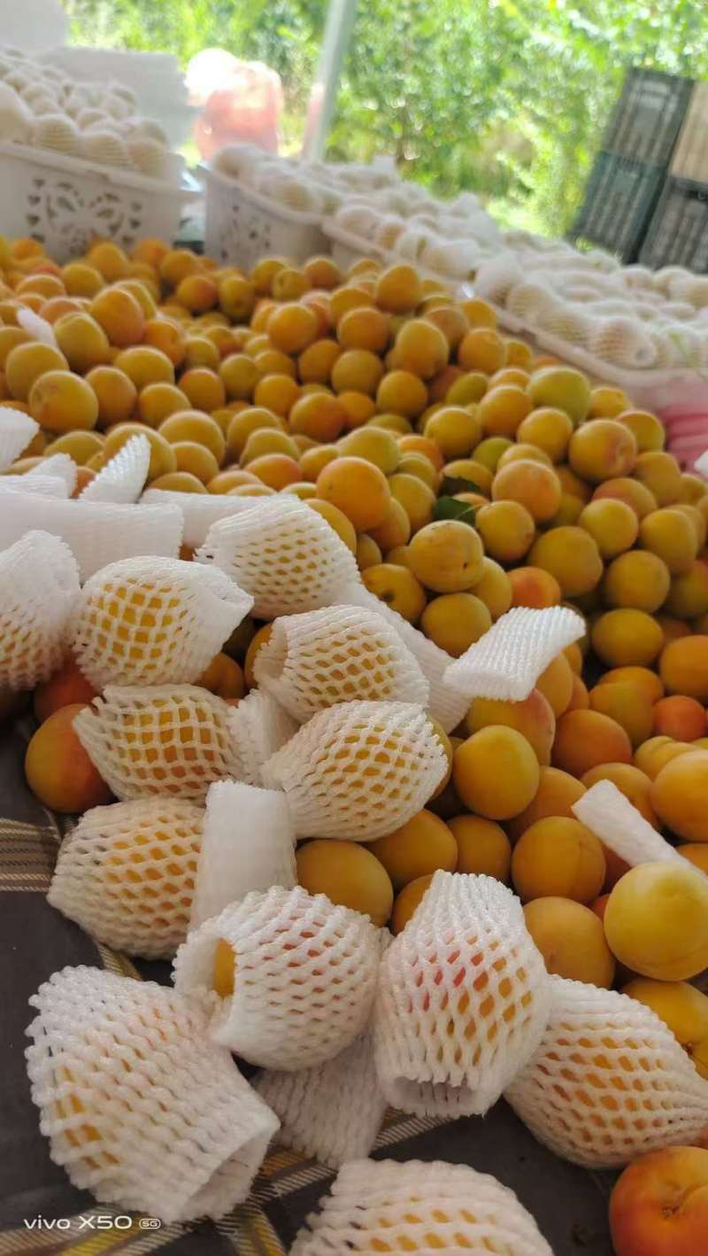 新疆阿克苏地区第一师四团吊干杏