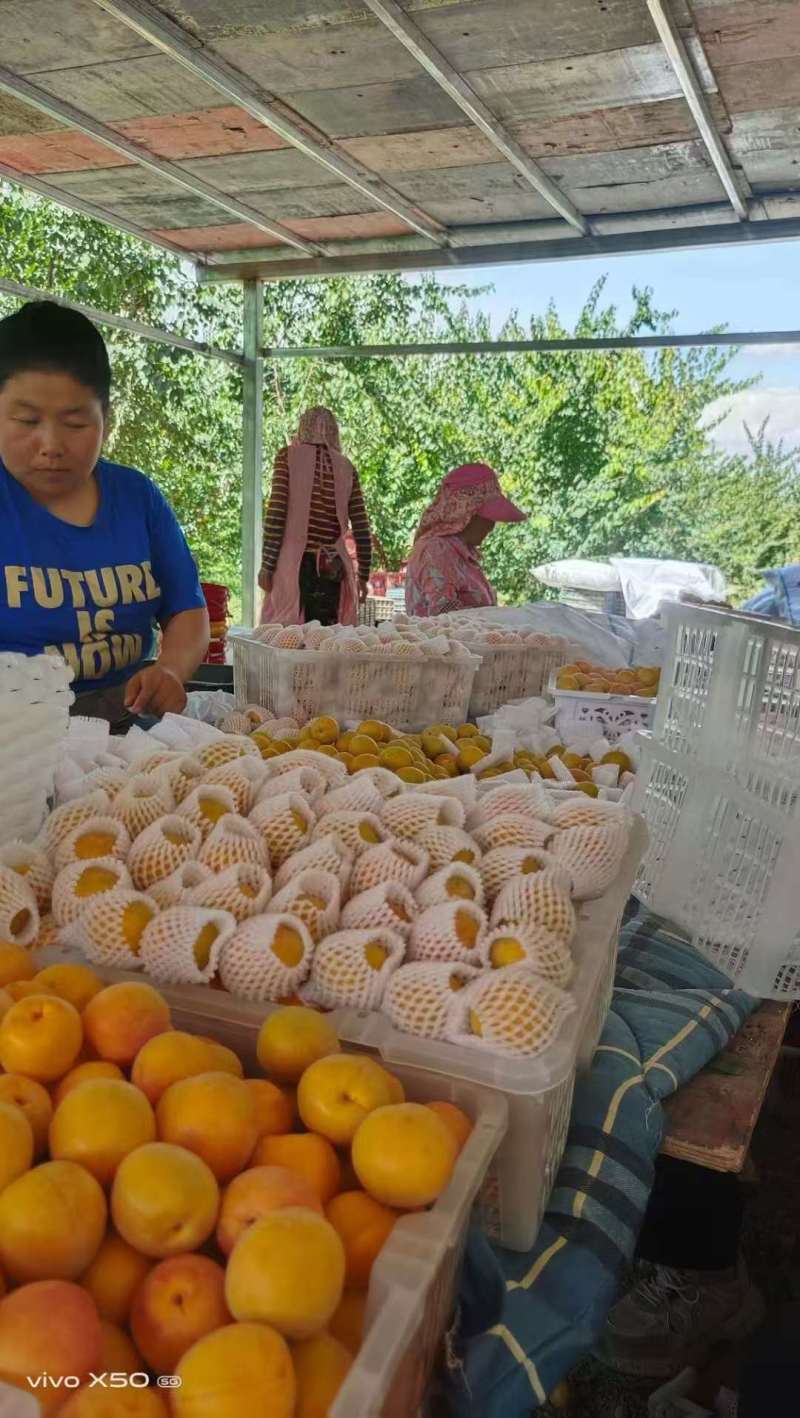新疆阿克苏地区第一师四团吊干杏