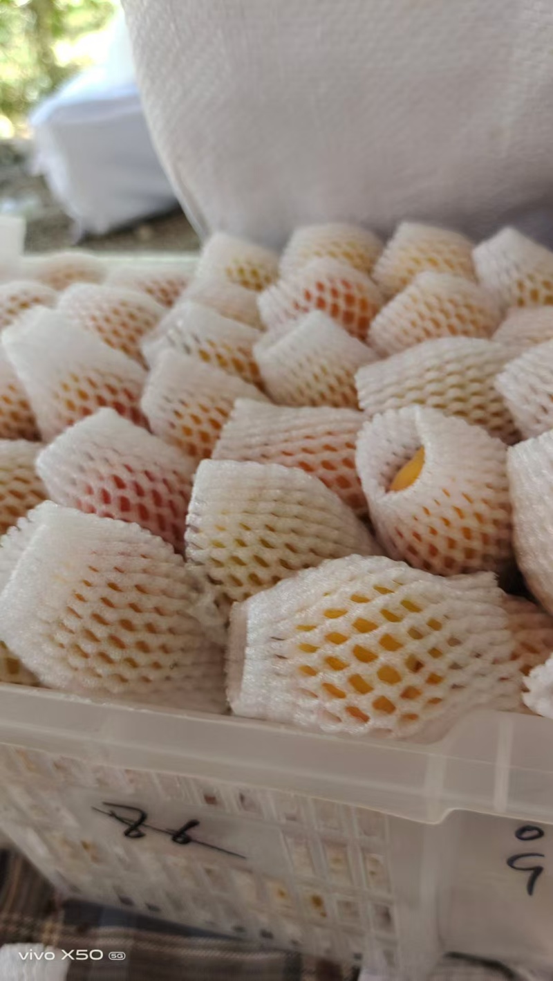 新疆阿克苏地区第一师四团吊干杏