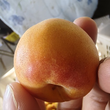 新疆阿克苏地区第一师四团吊干杏