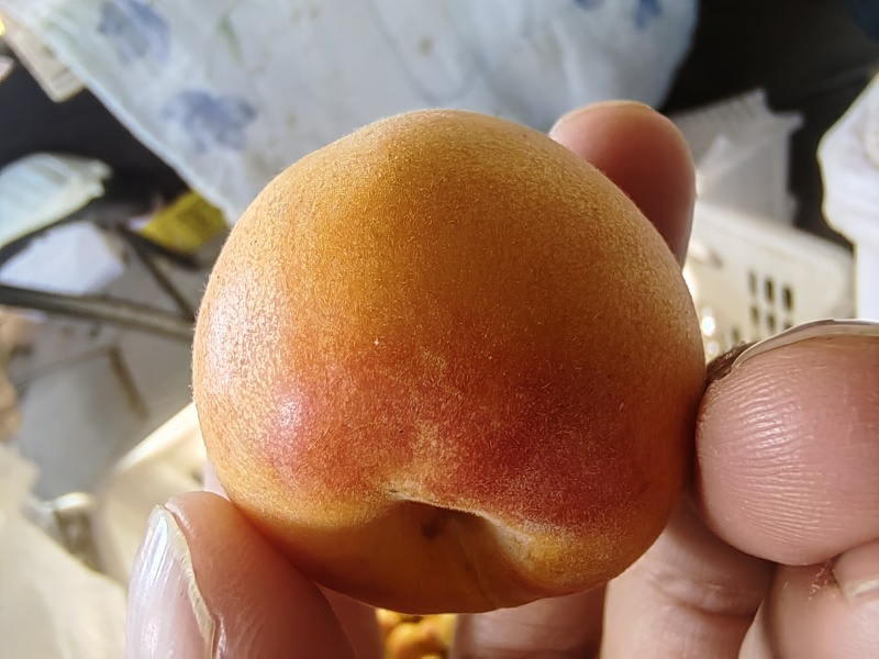 新疆阿克苏地区第一师四团吊干杏