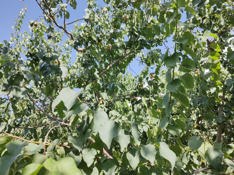 新疆阿克苏地区第一师四团吊干杏