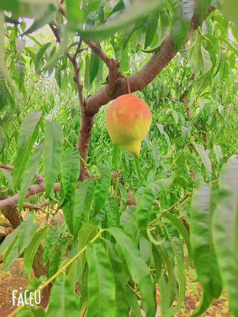 云南鹰嘴桃