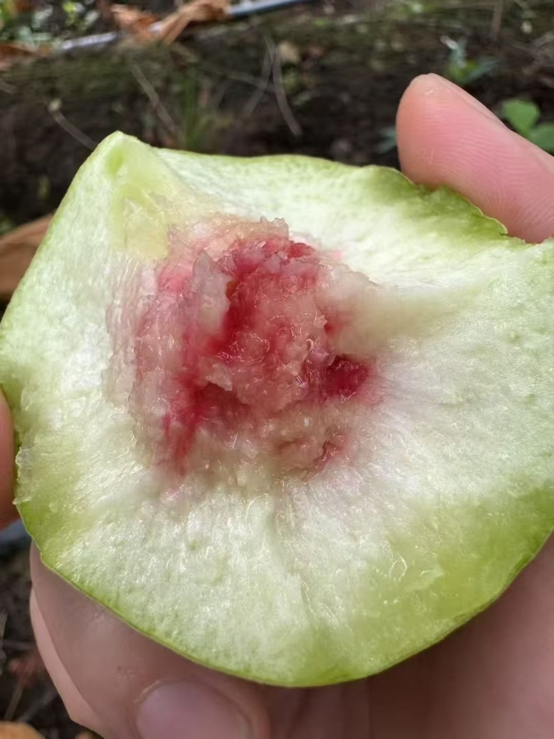 云南鹰嘴桃