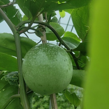 百香果