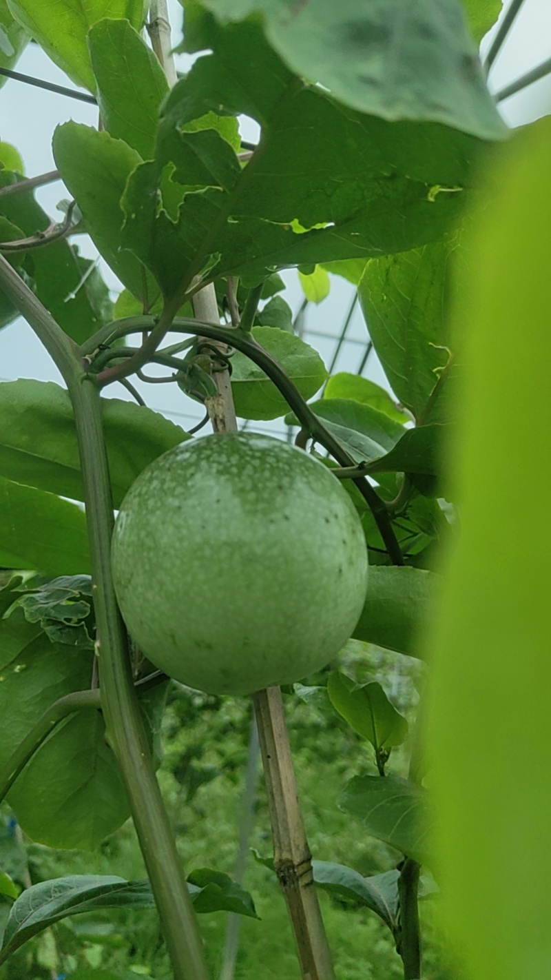 百香果