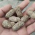 广西钦州市灵山县红衣花生，自家种的花生，两亩田大概两千斤