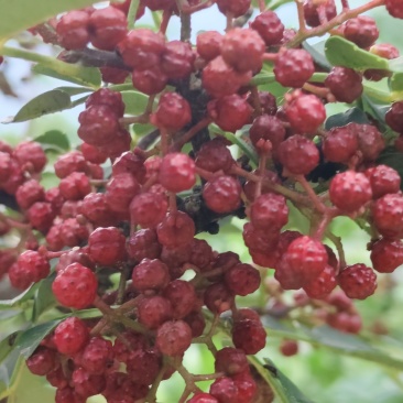 汉源花椒