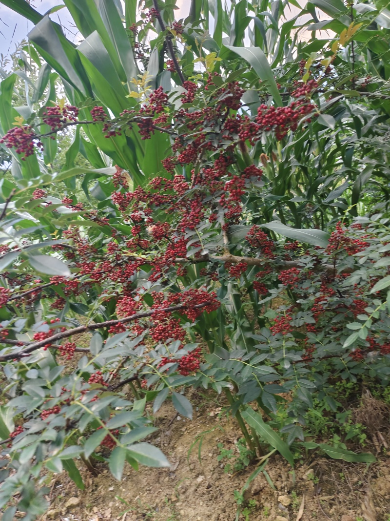 汉源花椒