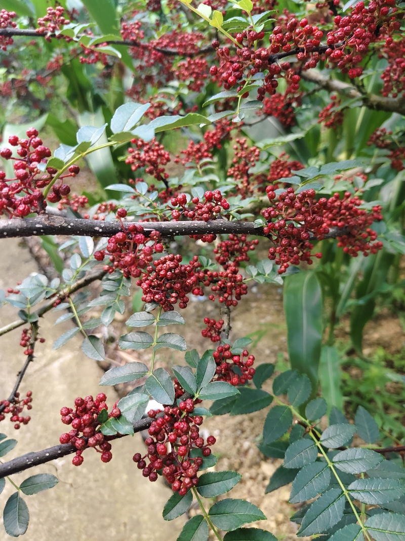 汉源花椒
