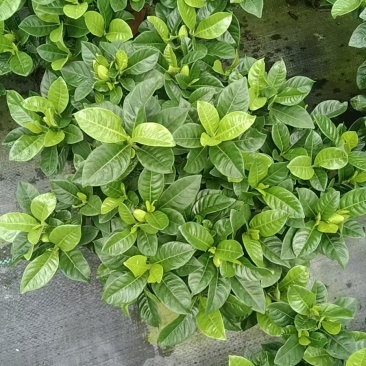 230-栀子花基地直供，大冠幅，带花苞发货。