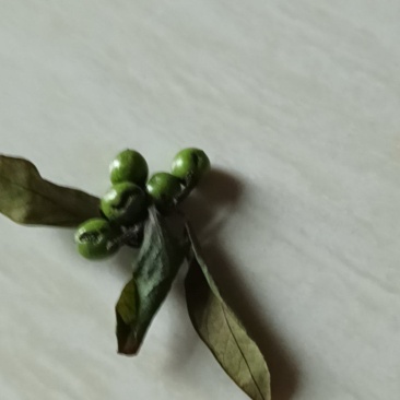 山苍子