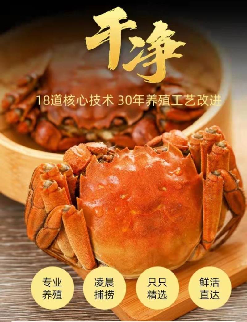 敢包蟹品质的成本是别人的5倍，精品批发