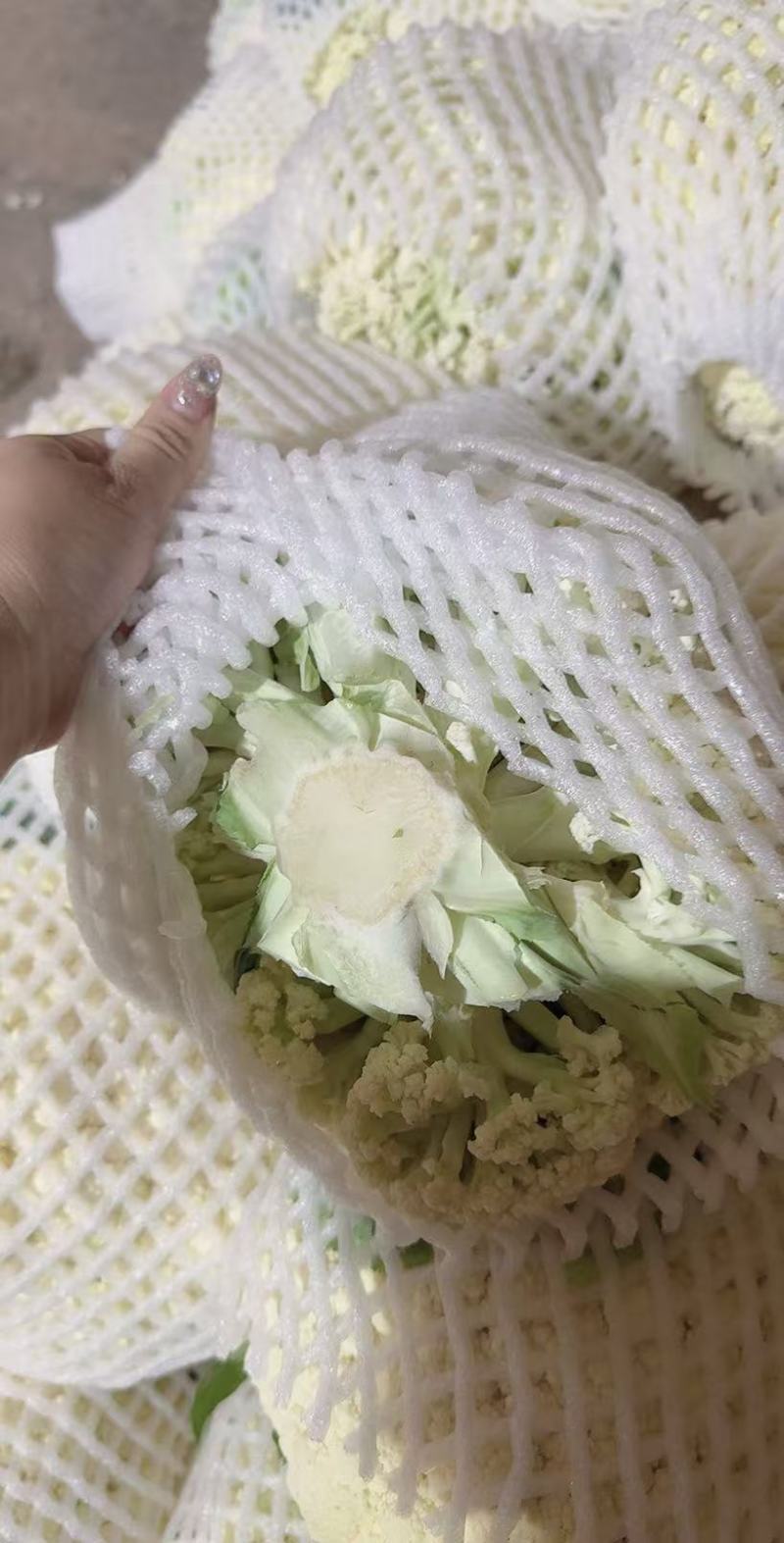 精品松花菜便宜