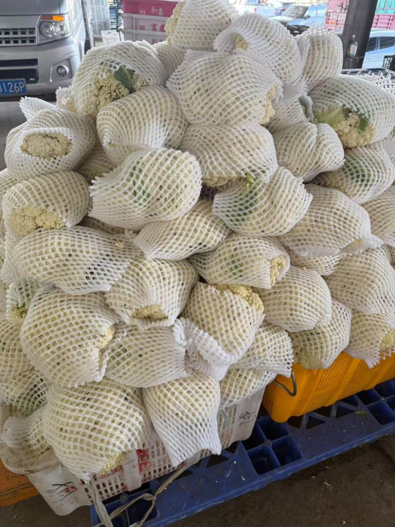 精品松花菜便宜