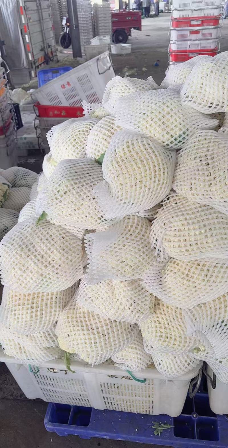 精品松花菜便宜