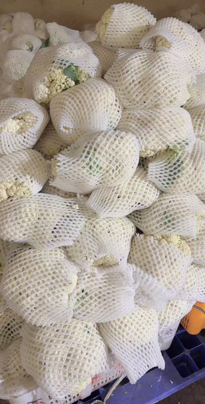 精品松花菜便宜