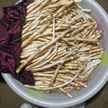 有象牙菜出售，规格:长号，中号，小号