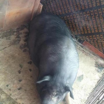 正宗东北农家黑猪