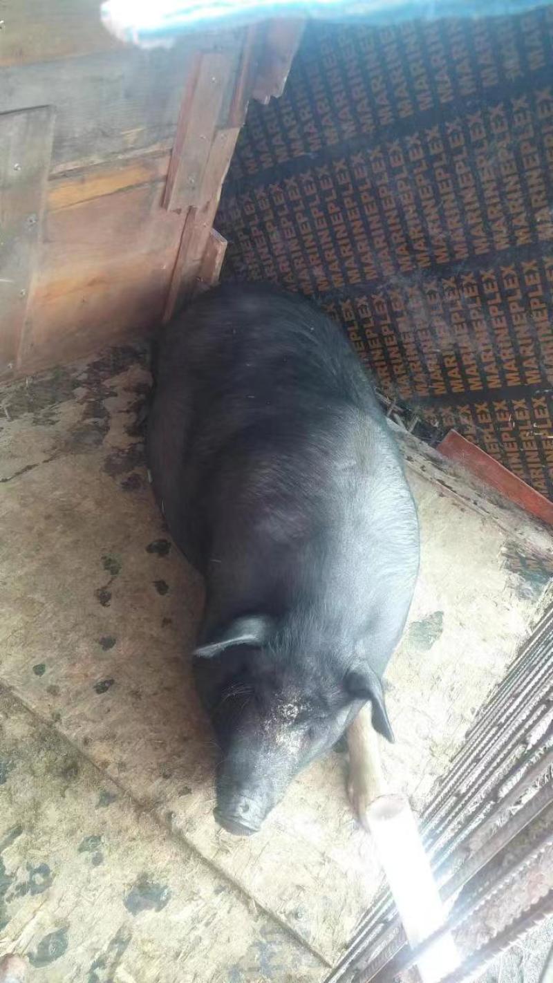 正宗东北农家黑猪
