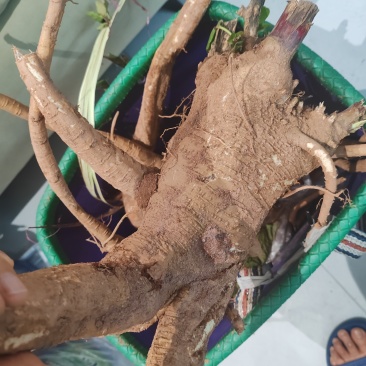 野生大腿粗十年左右新鲜红参