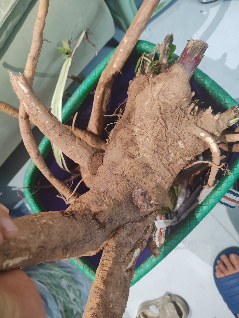 野生大腿粗十年左右新鲜红参
